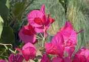 Bougainvillea ‘San Diego Red’ TRELLIS