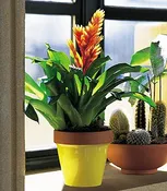 6″ Bromeliad