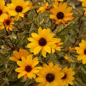 'Touch of Blush' False Sunflower (Heliopsis)