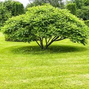 American Hornbeam