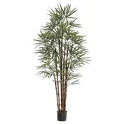 82.6 ” Honey Rhapis  Palm Tree in Vinyl Liner