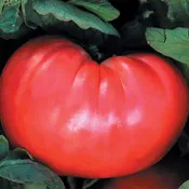 1884 Tomato