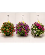 MIXED SUN HANGING BASKET