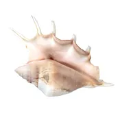 Lambis Lambis Seashell