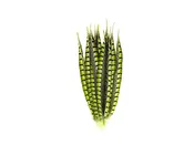Lady Amherst Pheasant Feathers - Stem Dyed
