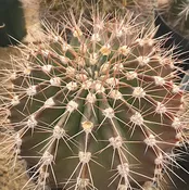 Acanthocalycium peitscherianum   #3.2