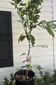 3 Gallon Miho Satsuma