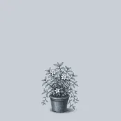 Alba Periwinkle