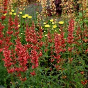 Agastache ‘Summer Fiesta’