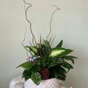 Dish Garden (color of ceramic will vary)