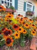 6" Rudbeckia Assorted — Farmington Greenhouse MN