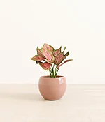 Aglaonema Wishes
