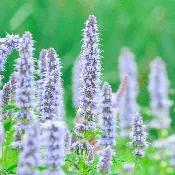 Agastache