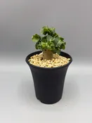 Adenium obesum ‘Curly Leaves’ — Desert Creations