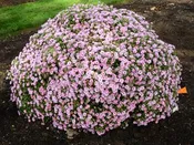 Aster Billowing Pink 1 Gallon