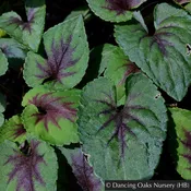 Viola 'Heartthrob', Heartthrob Hardy Violet