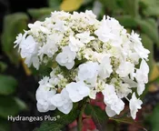 Hydrangea Macrophylla Wedding Gown