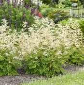 Aruncus Goatee #1