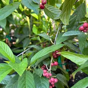 Carolina Buckthorn – Rhamnus Caroliniana (1 GAL, 5 GAL)
