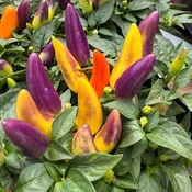 Acapulco Multicolor'  Ornamental Pepper (Capsicum)
