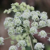 Angelica Root, Powder, .5 oz