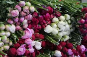 Styer's Peonies Gift Card