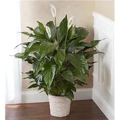 A New Leaf Peace Lily in a Basket