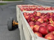 Apple Harvest — Pierpoint Candle Company