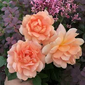 At Last® Rose (Rosa)