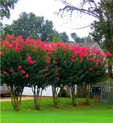 Red Rocket Crape Myrtle
