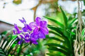 Vanda Orchid