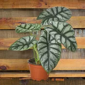 Alocasia Silver Dragon