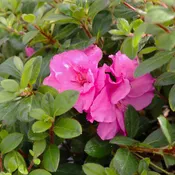 Azalea