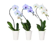 5in Swan Confetti Mix Mystique in White Ceramic, 10/pk