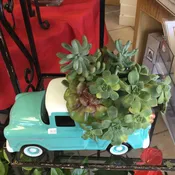 Chevy truck with succulents