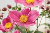 Anemone Fantasy Jasmine 1 Gallon