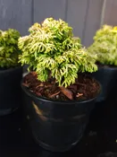 Chamaecyparis obtusa ‘BUTTER BALL’