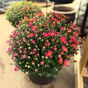 4.5" Mum Solid Color Assorted — Farmington Greenhouse MN