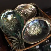 Abalone Shell
