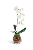 Cascading White Orchid