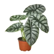 Alocasia 'silver Dragon' - 6" Pot — Black Eyed Susan's Flowers & Plants
