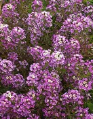 Alyssum – Dwarf Purple