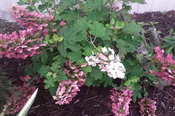 Ruby Slippers Oakleaf Hydrangea