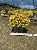 Double Play® Candy Corn® Spirea