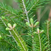 Balsam Fir