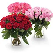 A 25 ROSE CLUSTER(12)
