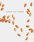 Organic Heirloom Turkey Red Wheat Berries