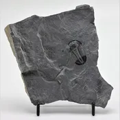 Asaphiscus wheeleri Trilobite Fossil 1 1/4"