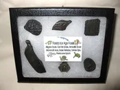 Florida Ice Age Collection #16