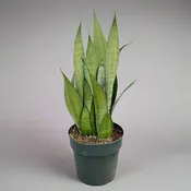 Sansevieria - Moonshine